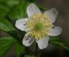 Anemone nemorosa Cu...